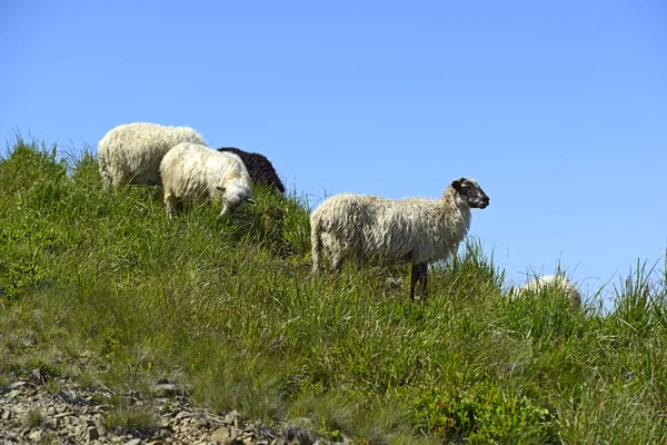 Schafherde — Stockfoto