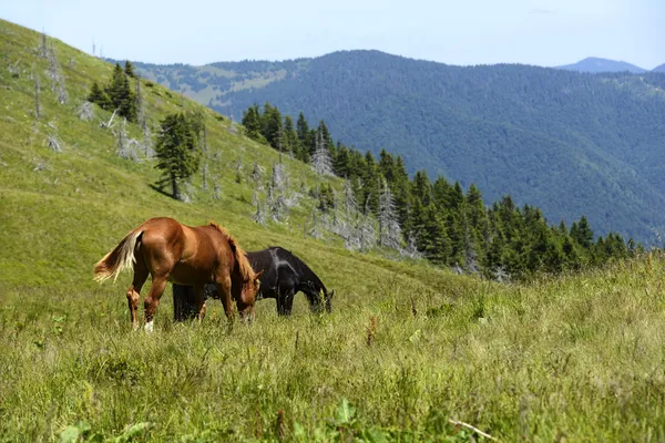 Cavalo — Fotografia de Stock