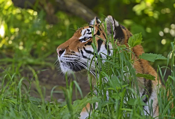 Tigre de Amur — Fotografia de Stock