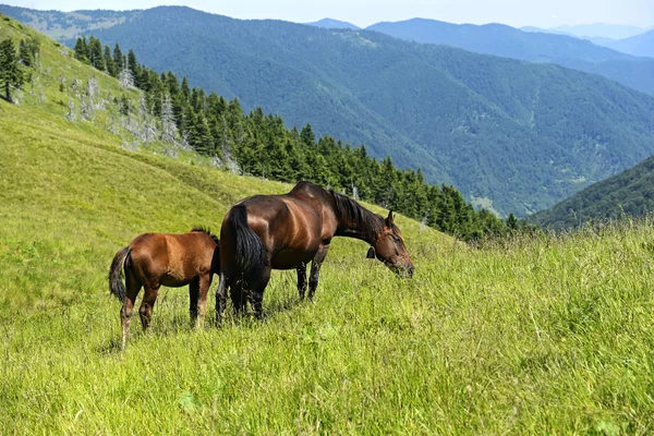 Pferd — Stockfoto