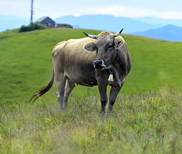 Карпатская корова — стоковое фото