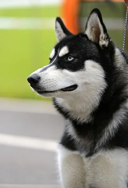 Zentralasiatischer Hirte — Stockfoto