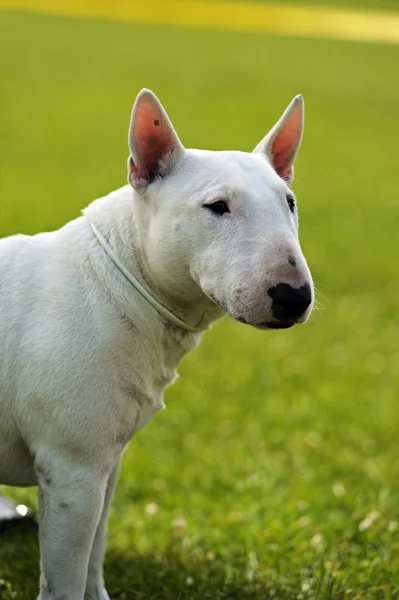 Bullterrier — Stockfoto