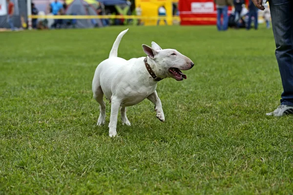 Bika terrier — Stock Fotó