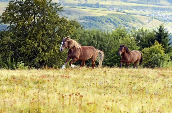 Pferd auf dem Hintergrund des Berges — Stockfoto