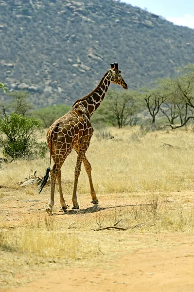 Girafas africanas — Fotografia de Stock