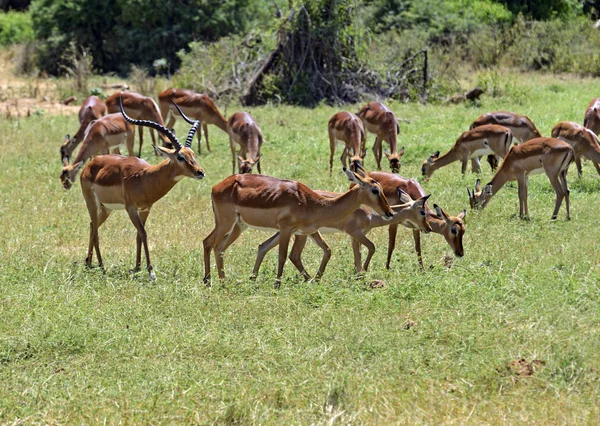 Impala gazelle — Stock Photo, Image