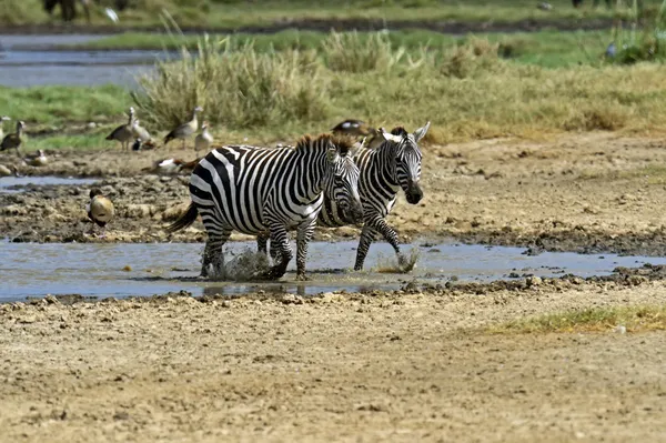 Zebra. — Fotografia de Stock