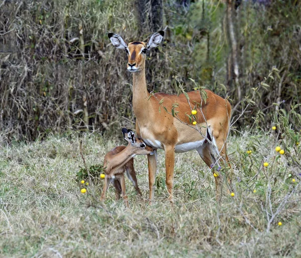 Γαζέλα impala — Φωτογραφία Αρχείου