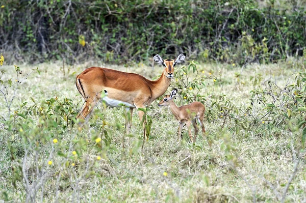 Gazela impala — Fotografia de Stock
