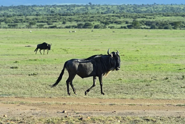 Gado selvagem. — Fotografia de Stock