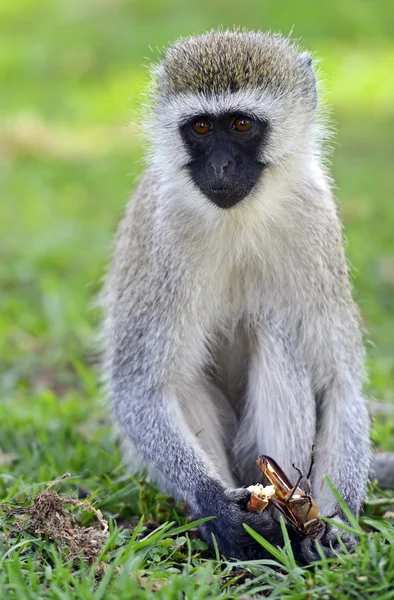Vervet мавпи — стокове фото