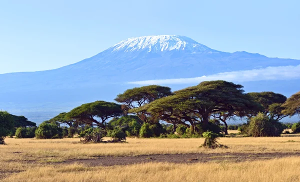 Parc national d'Amboseli — Photo