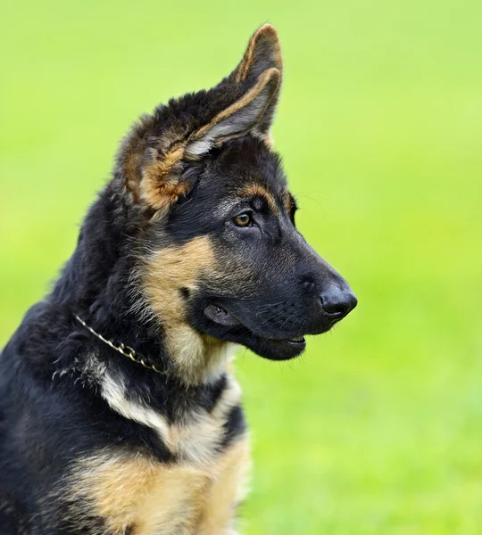 Duitse herder — Stockfoto