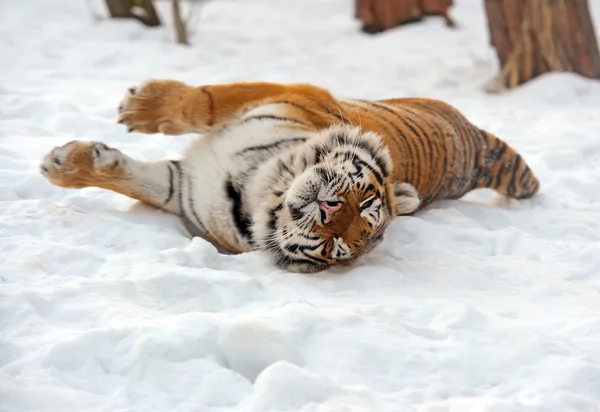 Amur kaplanı — Stok fotoğraf