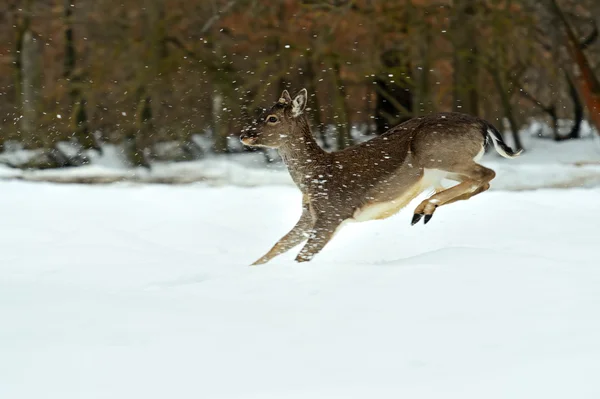 Deer — Stock Photo, Image