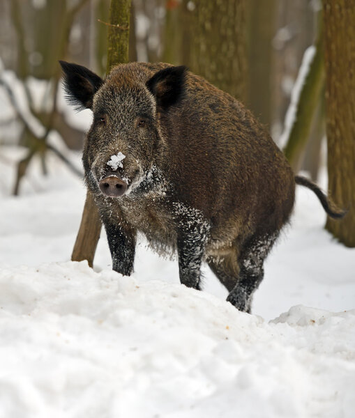 Wild boar