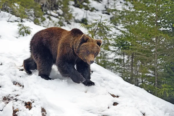 Medvěd hnědý v lese v zimě — Stock fotografie