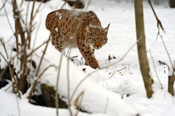 Kış lynx — Stok fotoğraf