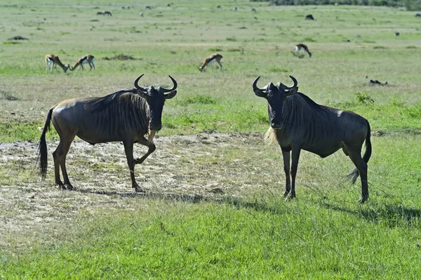 GNU — Zdjęcie stockowe