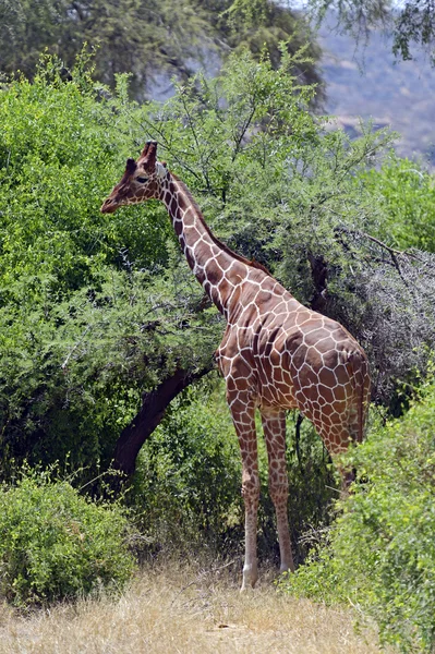 Giraf — Stockfoto