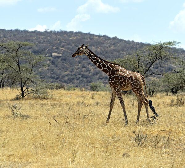 African Giraffes