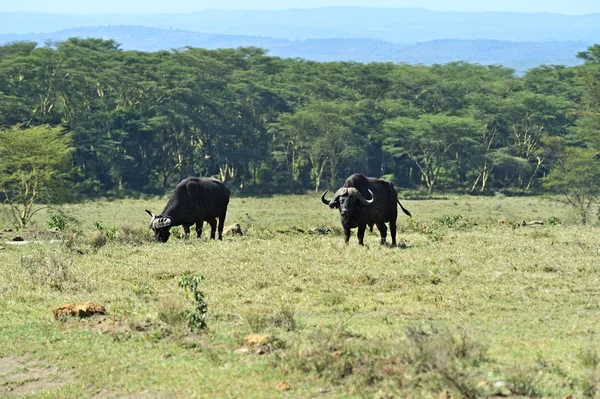 Búfalo —  Fotos de Stock