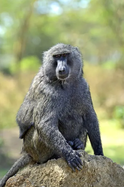 Baboons — Stock Photo, Image