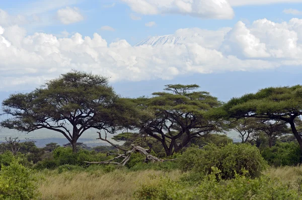 Kilimanjaro —  Fotos de Stock