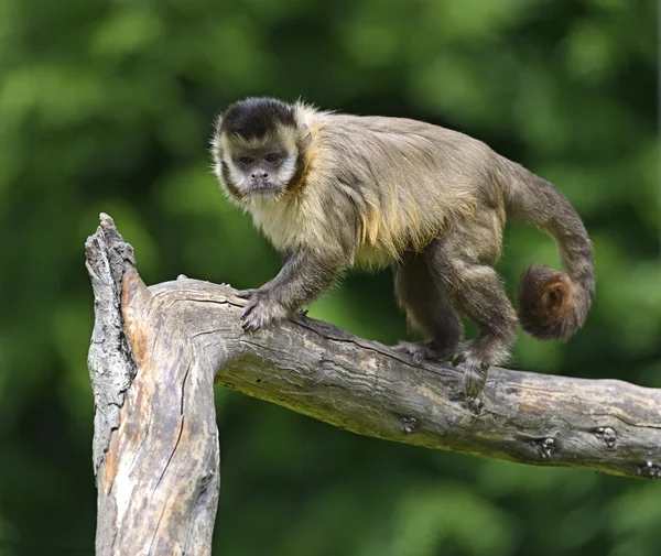 Capuchin — Stock Photo, Image