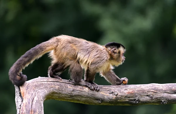 Capuchinho — Fotografia de Stock