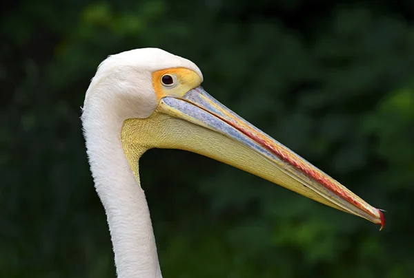 Pelican — Stock Photo, Image