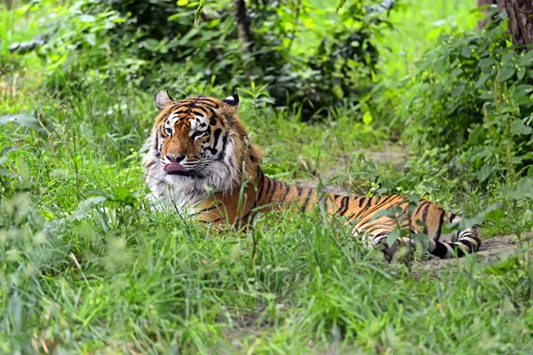 Amur tijger — Stockfoto