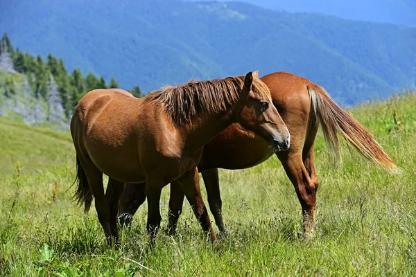 Pferd — Stockfoto