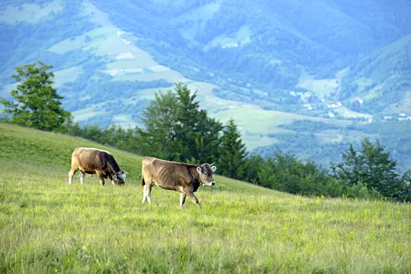 Karpatské kráva — Stock fotografie