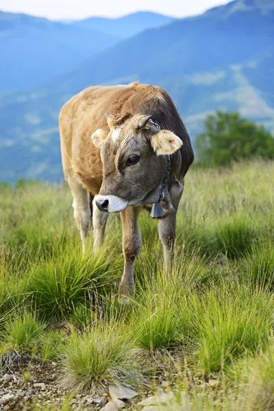 Carpathian cow — Stock Photo, Image