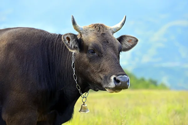 Karpatische koe — Stockfoto