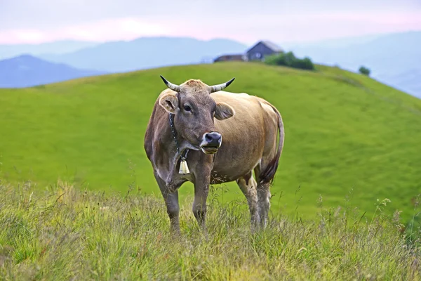 Krowa Podkarpacie — Zdjęcie stockowe