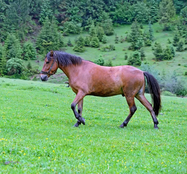 Cheval sur fond de montagne — Photo