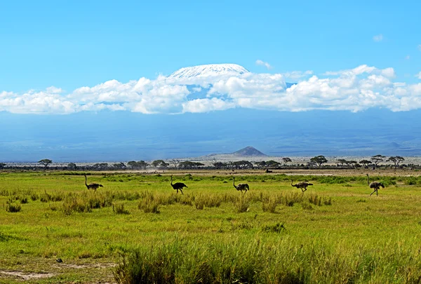 Strutsar kilimanjaro — Stockfoto