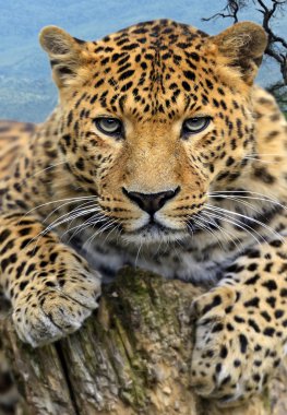 leopar