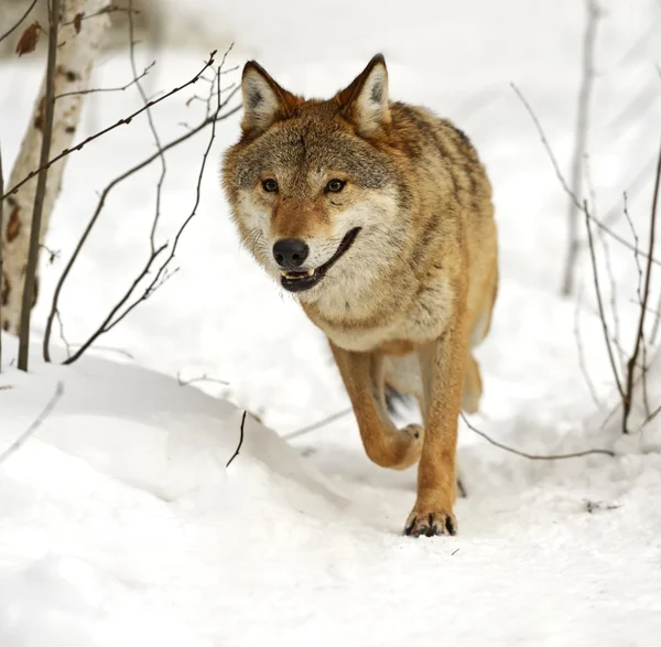 Grijze wolf — Stockfoto