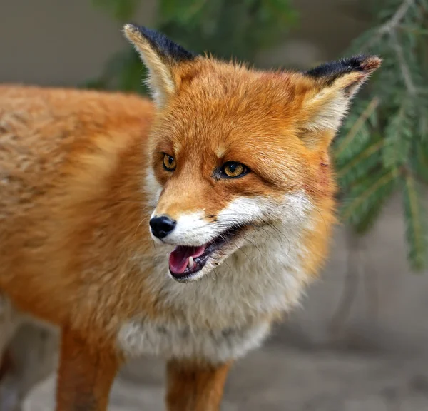 Fox Portret in natuurlijke habitat — Stockfoto