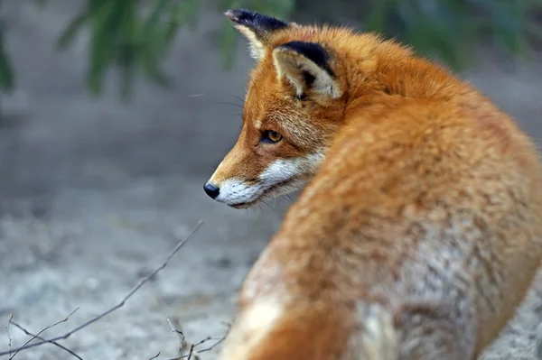 Fox porträtt i naturliga livsmiljöer — Stockfoto