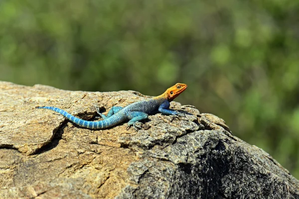 African rainbow lizard — Stock Photo, Image