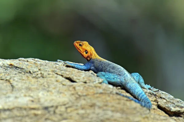 African rainbow lizard — Stock Photo, Image