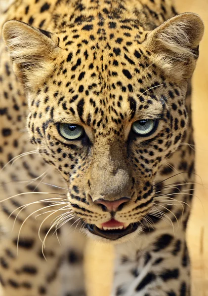 Leopardo — Foto de Stock