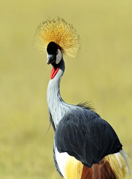 Krönt crane — Stockfoto