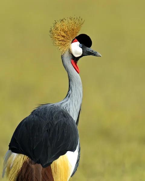 Crowned Crane — Stock Photo, Image