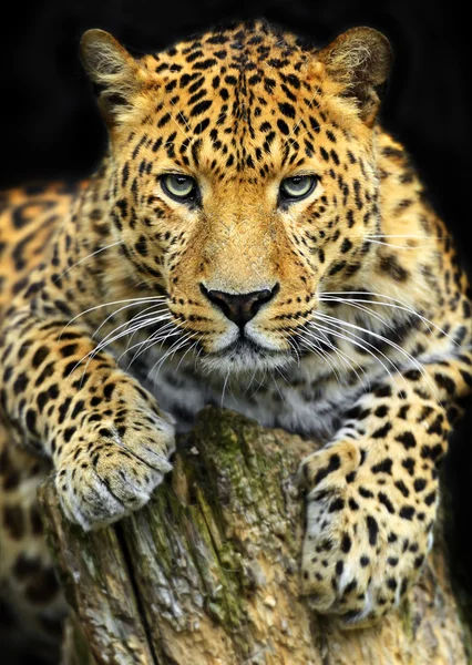 Leopardo — Foto de Stock